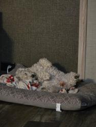 Lost Male Dog last seen Near puwanini, Santa Fe, NM 87506
