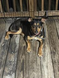 Found/Stray Female Dog last seen Near nc 39 hwy, Zebulon, NC 27597