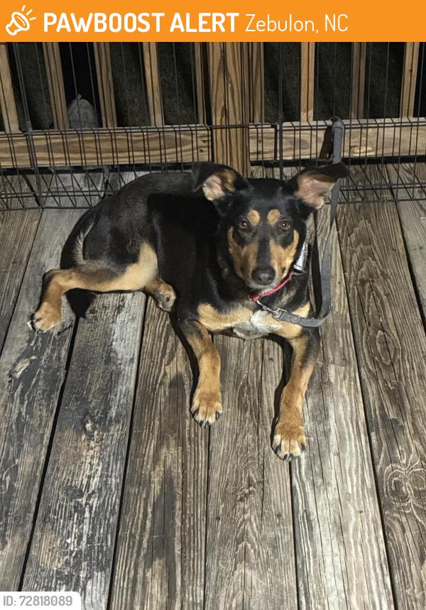 Found/Stray Female Dog last seen Near nc 39 hwy, Zebulon, NC 27597