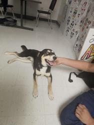 Found/Stray Male Dog last seen Near Edison High School, San Antonio, TX 78212