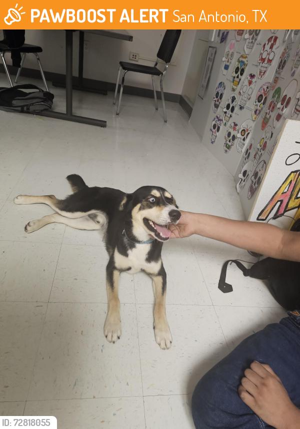 Found/Stray Male Dog last seen Near Edison High School, San Antonio, TX 78212