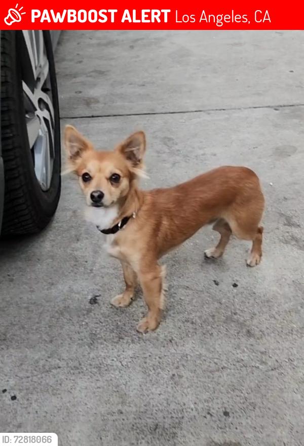 Lost Male Dog last seen Florence & Alameda , Los Angeles, CA 90001