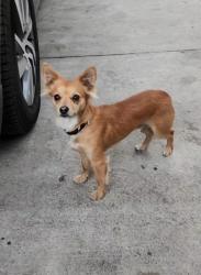 Lost Male Dog last seen Florence & Alameda , Los Angeles, CA 90001