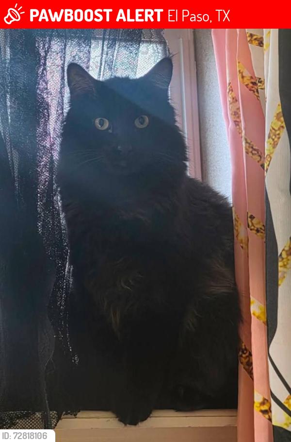 Lost Male Cat last seen Luis robles, El Paso, TX 79938