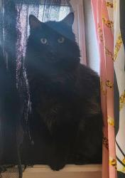 Lost Male Cat last seen Luis robles, El Paso, TX 79938