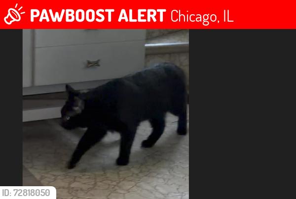 Lost Male Cat last seen Berwyn, Chicago, IL 60630