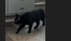 Lost Male Cat last seen Berwyn, Chicago, IL 60630