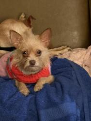 Lost Female Dog last seen Circle K , publix, Lakeland, FL 33815