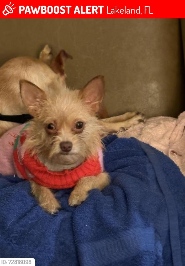 Lost Female Dog last seen Circle K , publix, Lakeland, FL 33815