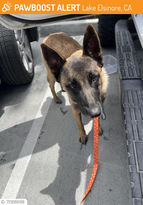 Found/Stray Female Dog last seen Hwy 74 and Theda, Lake Elsinore, CA 92532