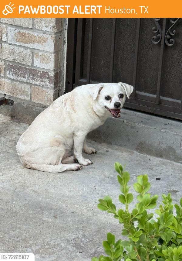 Found/Stray Unknown Dog last seen Sam Houston parkway highway, Houston, TX 77043