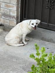 Found/Stray Unknown Dog last seen Sam Houston parkway highway, Houston, TX 77043