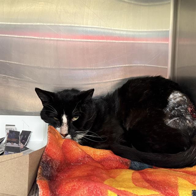 Shelter Stray Male Cat last seen Near BLOCK OF MADDUX DR, San Antonio, TX 78227