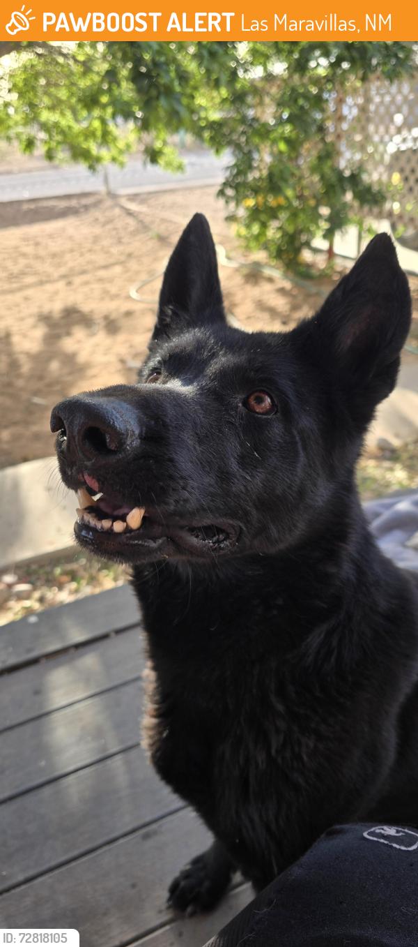 Found/Stray Female Dog last seen Dollar Feneral, Las Maravillas, NM 87031