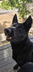 Found/Stray Female Dog last seen Dollar Feneral, Las Maravillas, NM 87031