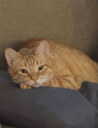 Lost Male Cat last seen Hoku Puhipaka Street, Kahului, HI 96732