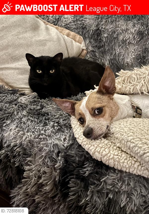 Lost Female Cat last seen FM 518, Meadow Parkway, League City, TX 77573