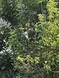 Found/Stray Unknown Bird last seen Walden Wood Dr, Fort Worth, TX 76244