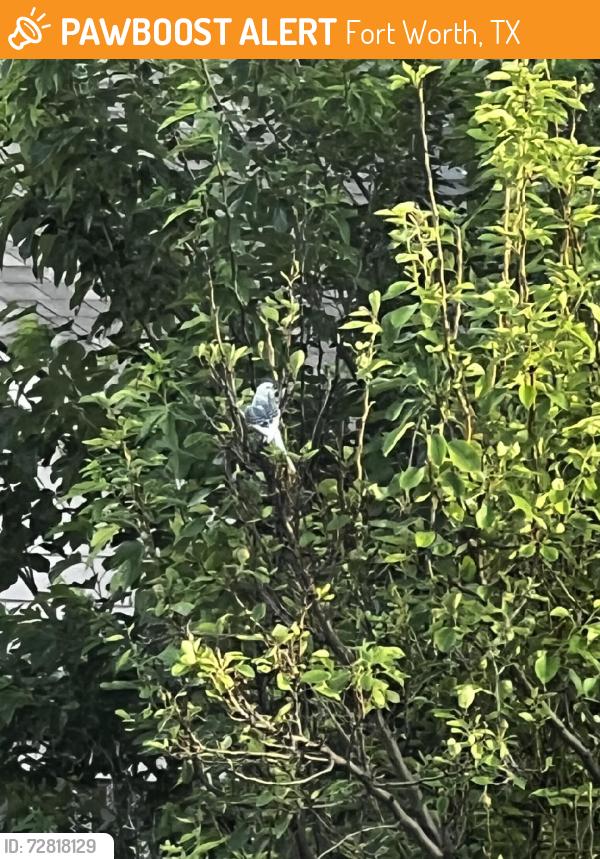 Found/Stray Unknown Bird last seen Walden Wood Dr, Fort Worth, TX 76244