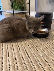 Found/Stray Male Cat last seen Caves , Chesterland, OH 44026
