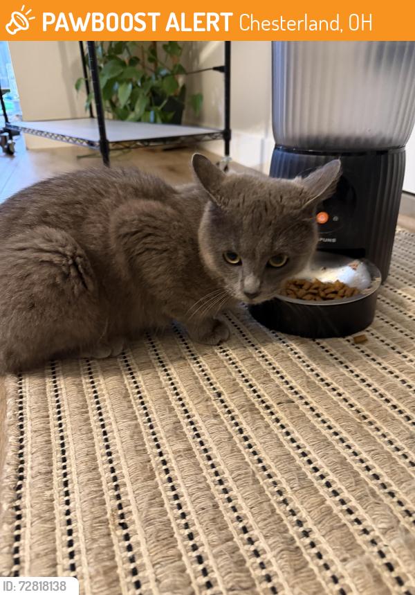 Found/Stray Male Cat last seen Caves , Chesterland, OH 44026
