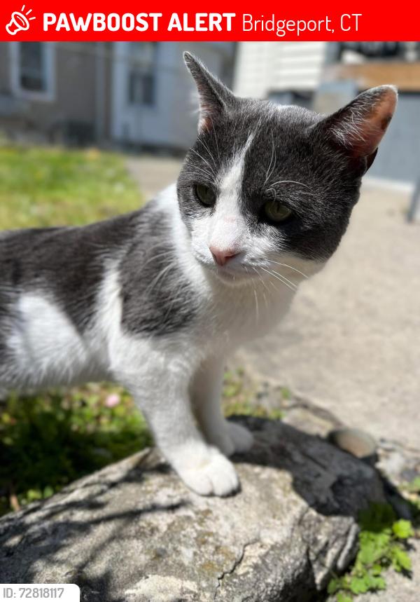 Lost Male Cat last seen Near , Bridgeport, CT 06604