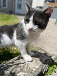 Lost Male Cat last seen Near , Bridgeport, CT 06604