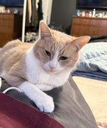 Lost Female Cat last seen Near bellemeade drive altoona pa 16602, Blair County, PA 16602