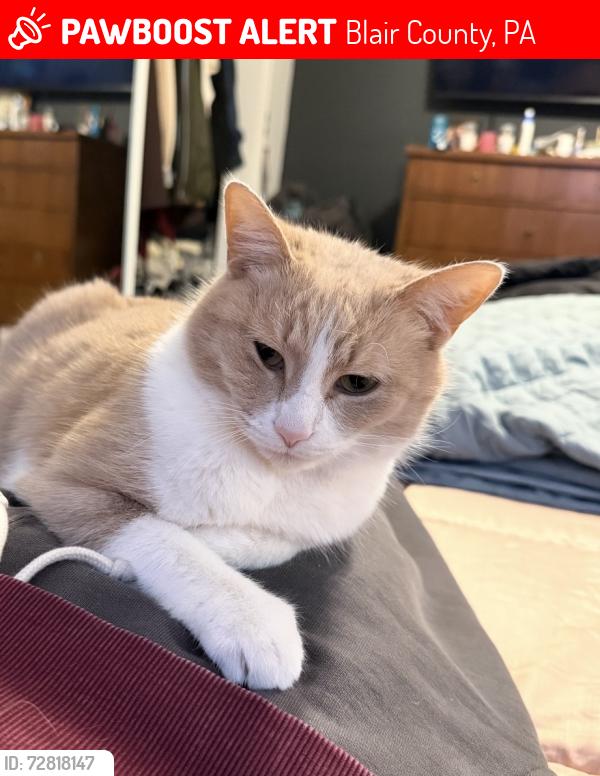 Lost Female Cat last seen Near bellemeade drive altoona pa 16602, Blair County, PA 16602