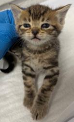Shelter Stray Female Cat last seen Oakland, CA 94610, Oakland, CA 94601