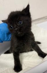 Shelter Stray Female Cat last seen Oakland, CA 94610, Oakland, CA 94601