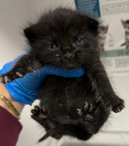 Shelter Stray Male Cat last seen Oakland, CA 94605, Oakland, CA 94601