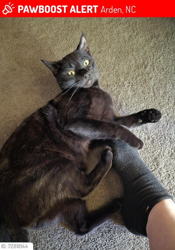 Lost Male Cat last seen Airport rd , Arden, NC 28704