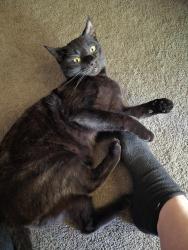 Lost Male Cat last seen Airport rd , Arden, NC 28704