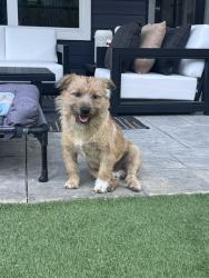 Found/Stray Male Dog last seen Near Hobby Airport, Houston, TX 77061