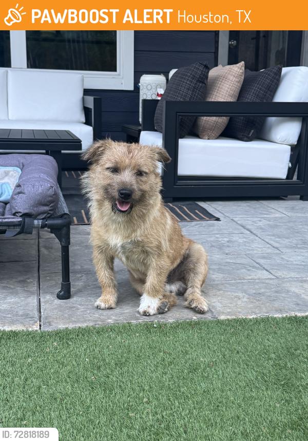 Found/Stray Male Dog last seen Near Hobby Airport, Houston, TX 77061