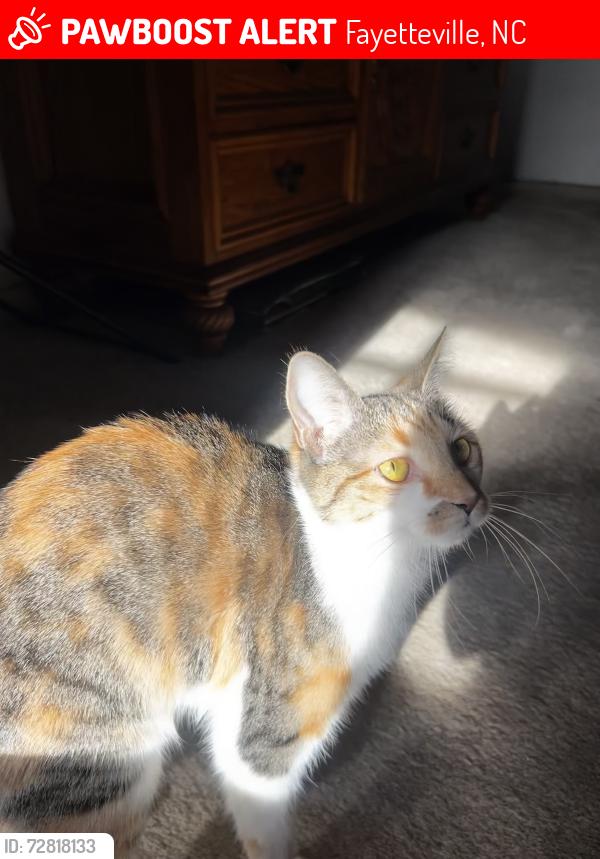Lost Female Cat last seen Rustic Trail, Fayetteville NC 28306, Fayetteville, NC 28306