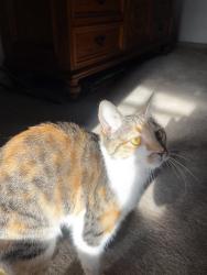 Lost Female Cat last seen Rustic Trail, Fayetteville NC 28306, Fayetteville, NC 28306
