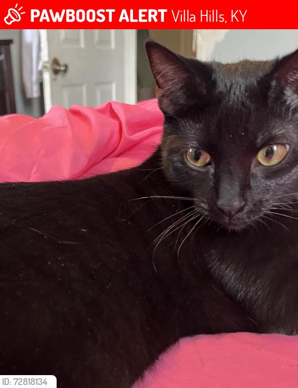 Lost Male Cat last seen Meadow Wood Dr, Bluebird Ln, Buttermilk Pike, Villa Hills, KY 41017