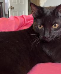 Lost Male Cat last seen Meadow Wood Dr, Bluebird Ln, Buttermilk Pike, Villa Hills, KY 41017