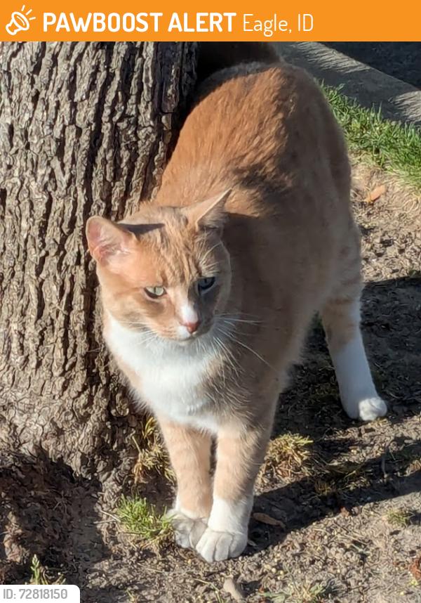 Found/Stray Unknown Cat last seen State Street, Eagle, ID 83616