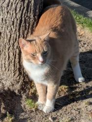 Found/Stray Unknown Cat last seen State Street, Eagle, ID 83616