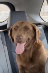 Lost Female Dog last seen White Horse Rd, QT., Greenville, SC 29611