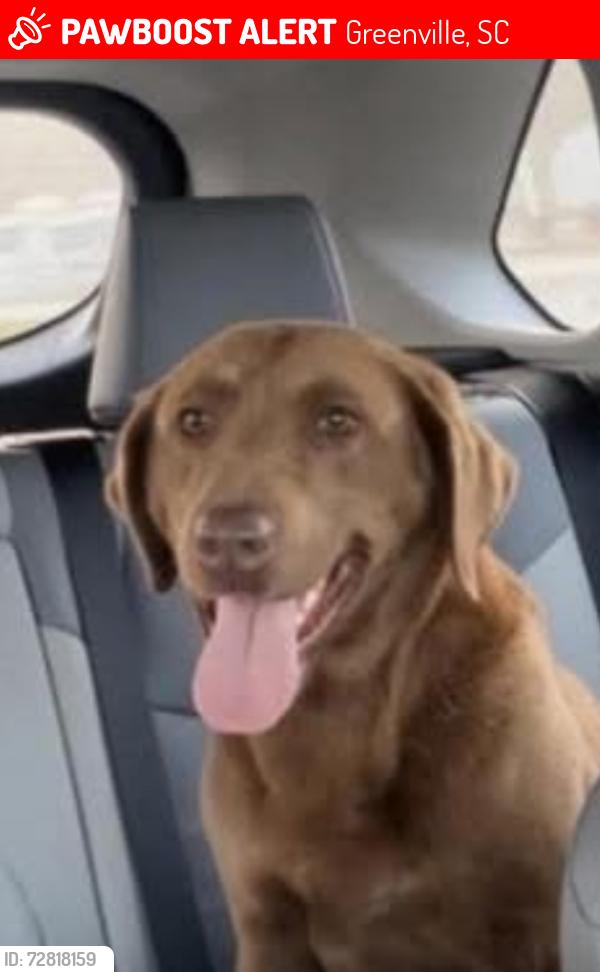 Lost Female Dog last seen White Horse Rd, QT., Greenville, SC 29611