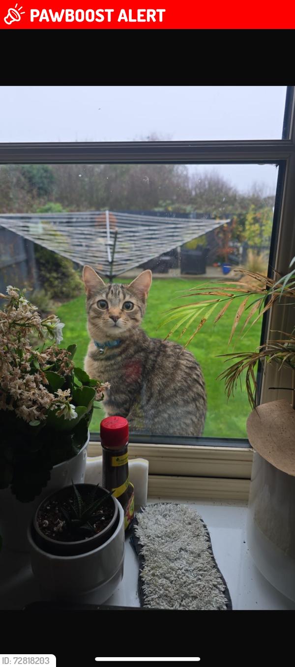 Lost Male Cat last seen Holdenby Lane, Bottom of Station road Northampton , Earls Barton, England NN6