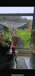 Lost Male Cat last seen Holdenby Lane, Bottom of Station road Northampton , Earls Barton, England NN6