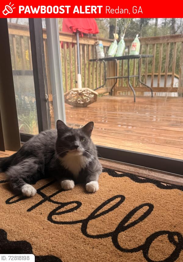 Lost Male Cat last seen Singer way, Redan, GA 30058