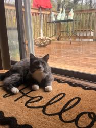 Lost Male Cat last seen Singer way, Redan, GA 30058