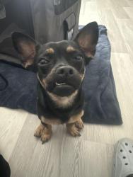 Found/Stray Female Dog last seen Pioneer blvd and 215th st, Lakewood, CA 90715