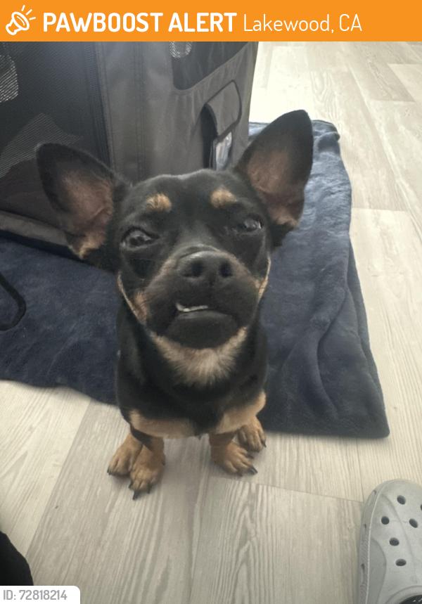 Found/Stray Female Dog last seen Pioneer blvd and 215th st, Lakewood, CA 90715